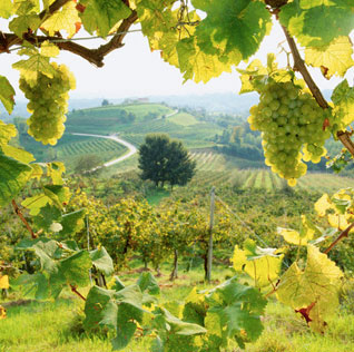 Agricultural Products, Agriculture Equipment & Accessories