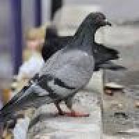 Pest Control & Termite Control Services