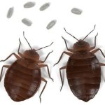 Bed Bug Treatment Service
