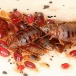 Bed Bugs Control Service