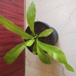 Green Bird Nest Fern Plant, For Home Decoration Gifting
