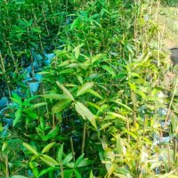 Black Jamun Plant