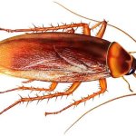 Cockroach Control Services,  Location : Pune (India)