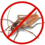 Cockroach Control Services,  Work Done : Commercial & Residential