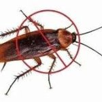 Cockroach Pest Control Services