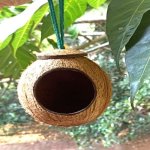 Coconut Shell Bird Feeder Multisizes