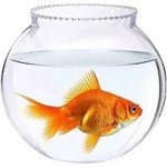 Glass Fish POT, Color : Transparent for Home, Hotel, Office