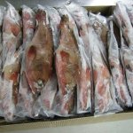 Frozen Garoupa Fish, Freezing Process : Cold Storage