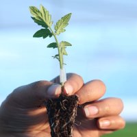 Grafted Tomato Plant