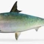 Live Milk Fish, Color : Grey for Human Consumption