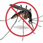 Mosquito Control Services