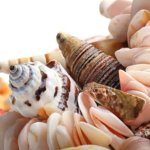 Multi Colour Polished Natural Seashell, For Gift, Holiday Decoration, Jewellery, Packaging Type : Fabric Bag
