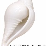Polished Natural White Sea Shell Antique