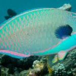Brown Parrot Fish, For Cooking, Food