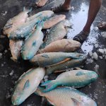 Parrot Fish 30-50 Centimeters, Packaging Type : Thermocole Box