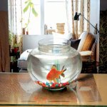 Meenu Glass Potpourri Bowl, For Use In Aquarium Live Plant.