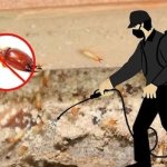 Termite Control Service