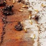 Termite Control Services