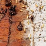 Termite Control Services
